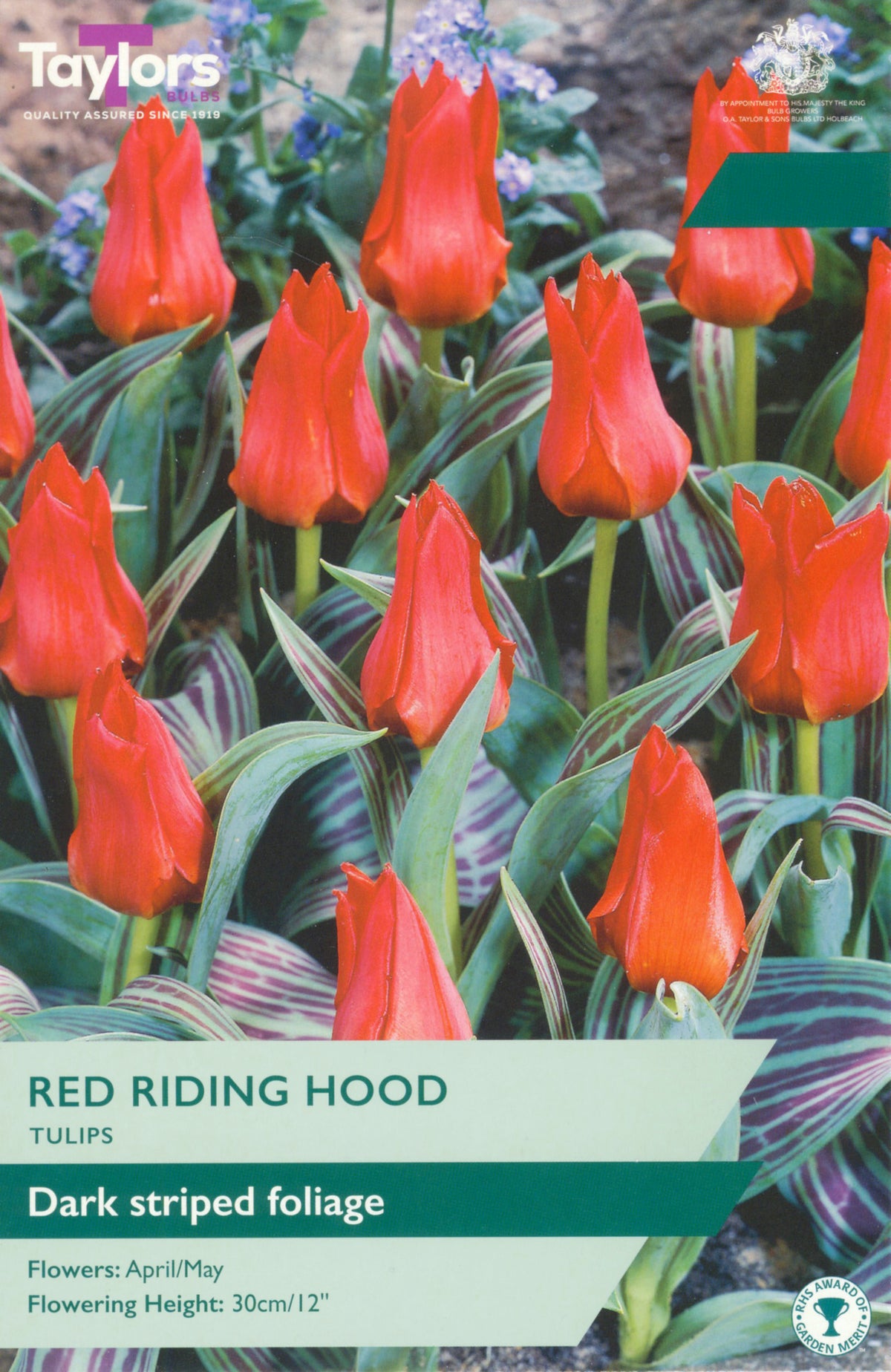 Red tulips with dark striped foliage on a label for Taylors Bulbs.