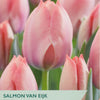 Salmon Van Eijk tulips with a label from Taylors Bulbs.