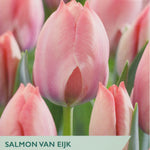 Salmon Van Eijk tulips with a label from Taylors Bulbs.
