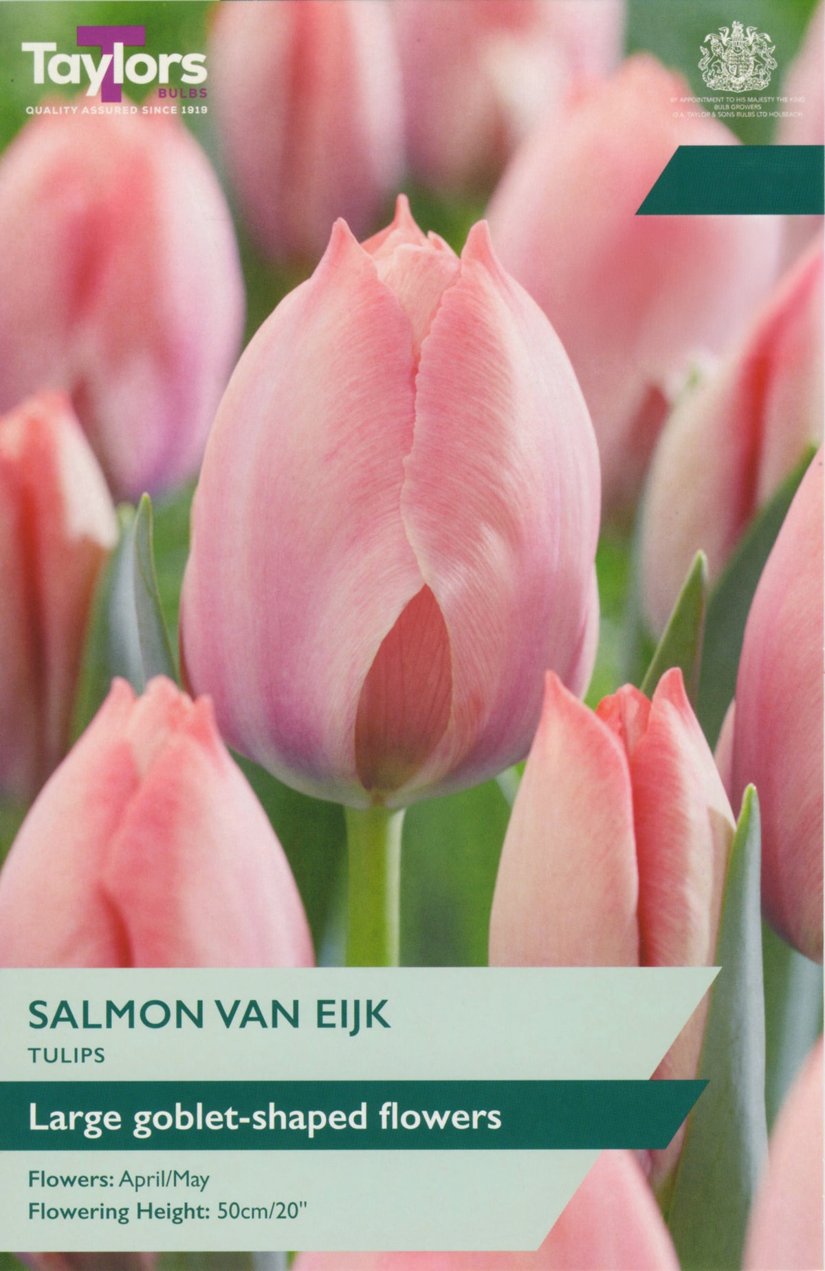 Salmon Van Eijk tulips with a label from Taylors Bulbs.