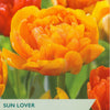 Orange tulips with 'Taylors' branding and product details on a green background