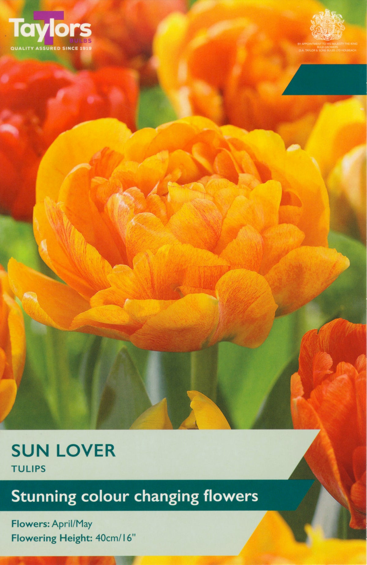 Orange tulips with 'Taylors' branding and product details on a green background