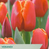 Red and pink tulips with 'Taylors' branding on a product label.