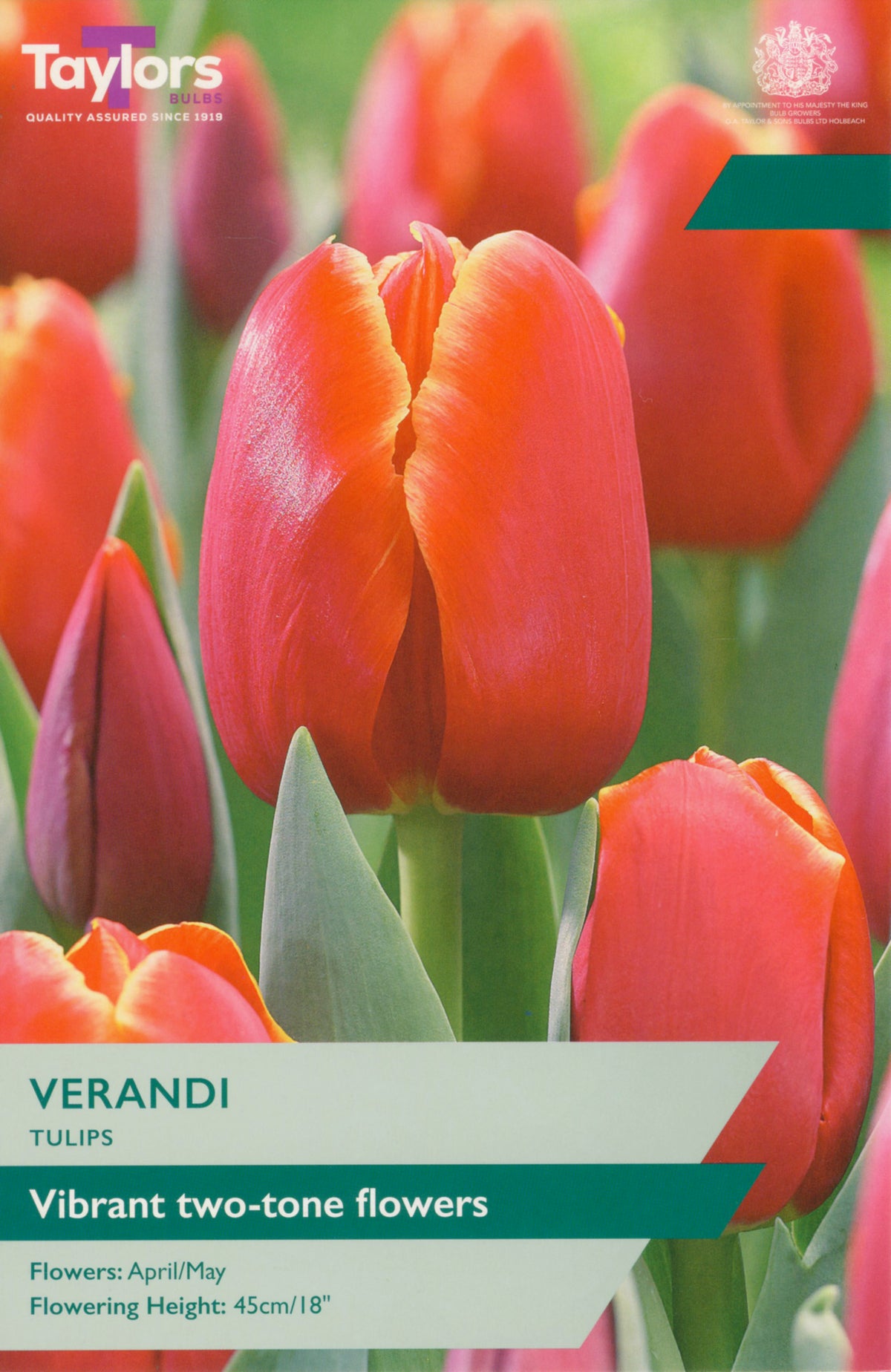 Red and pink tulips with 'Taylors' branding on a product label.