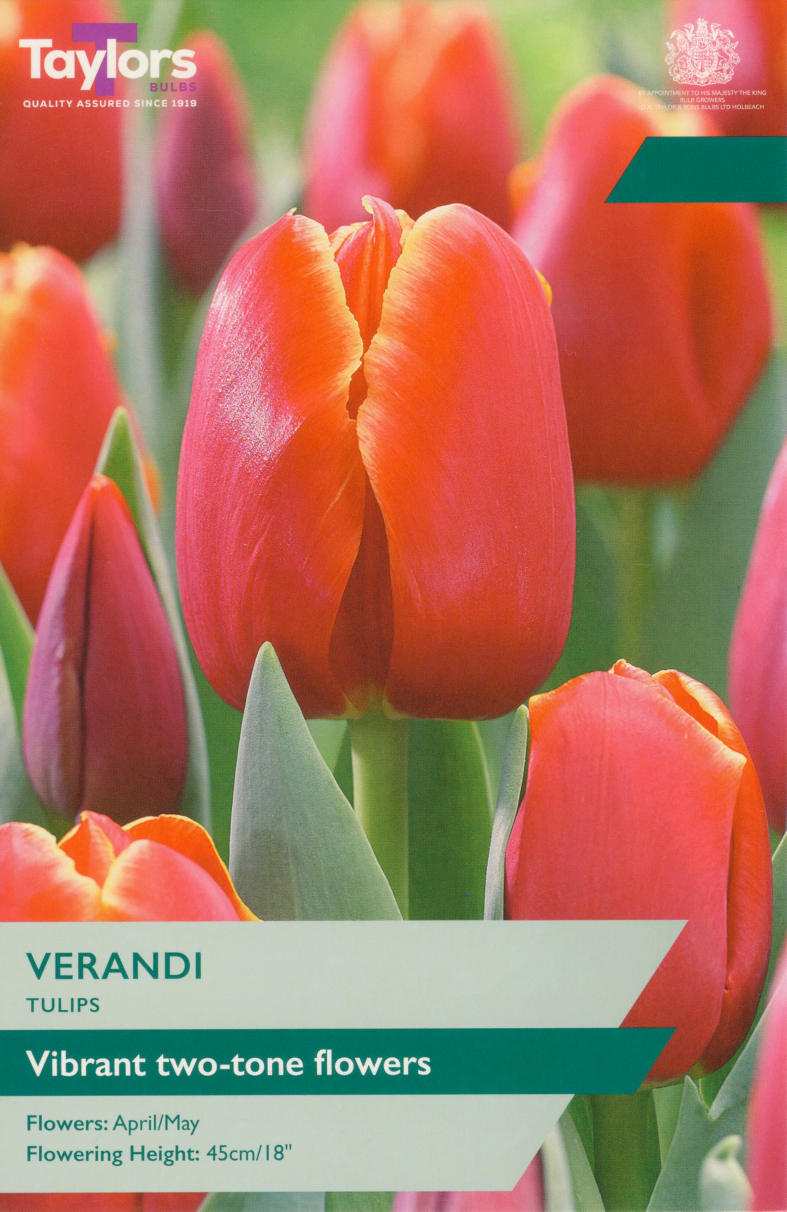 Tulip ‘Verandi’