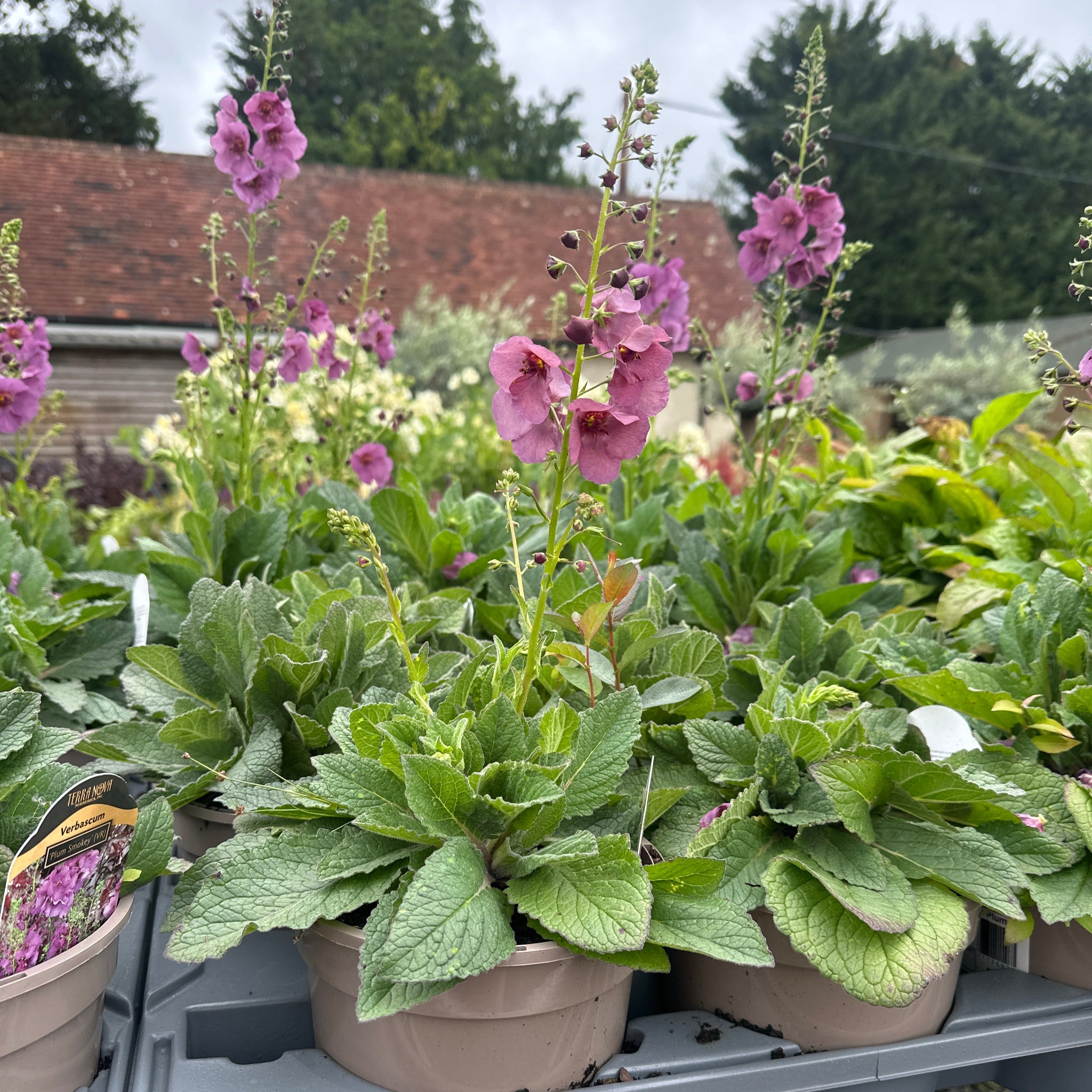 Potted plants with pink flowers and green leaves in a garden setting.