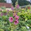 Pink flowers with green leaves in a garden setting