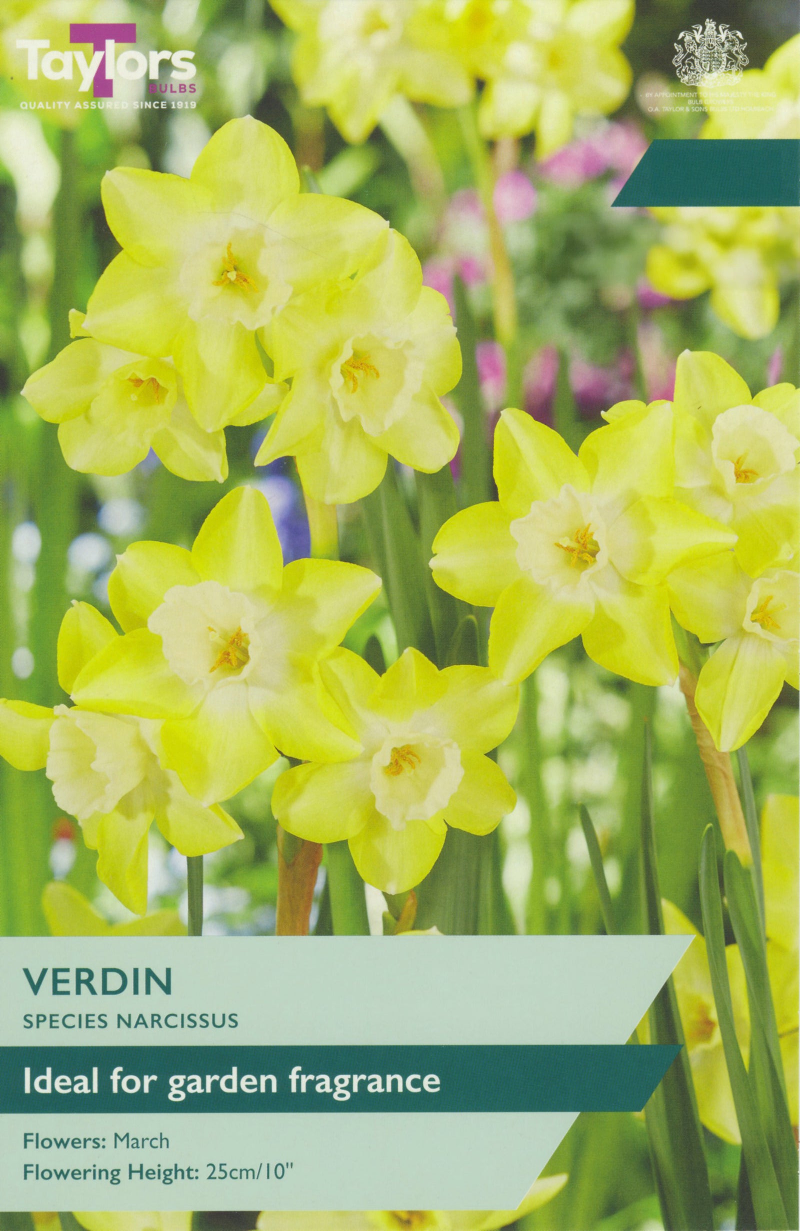 Narcissus ‘Verdin’
