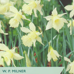 Narcissus ‘W.P. Milner’
