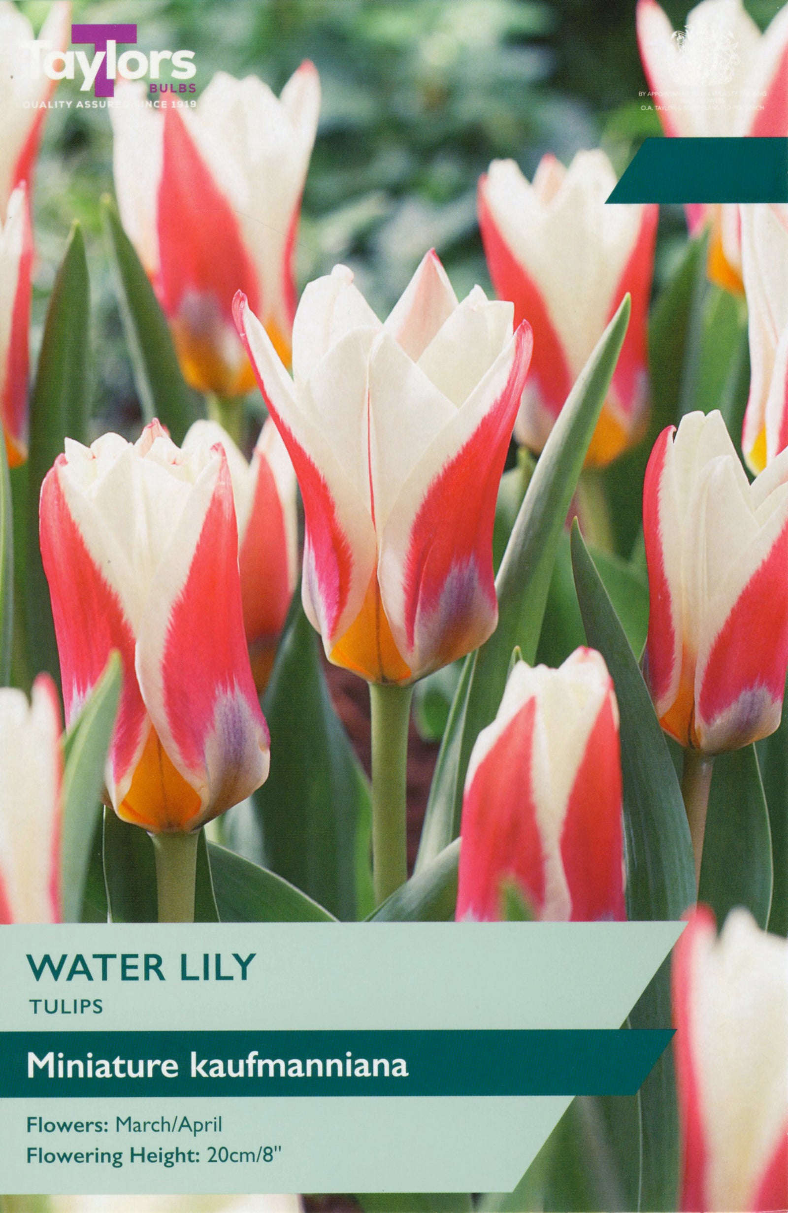 Tulip 'Water Lily’