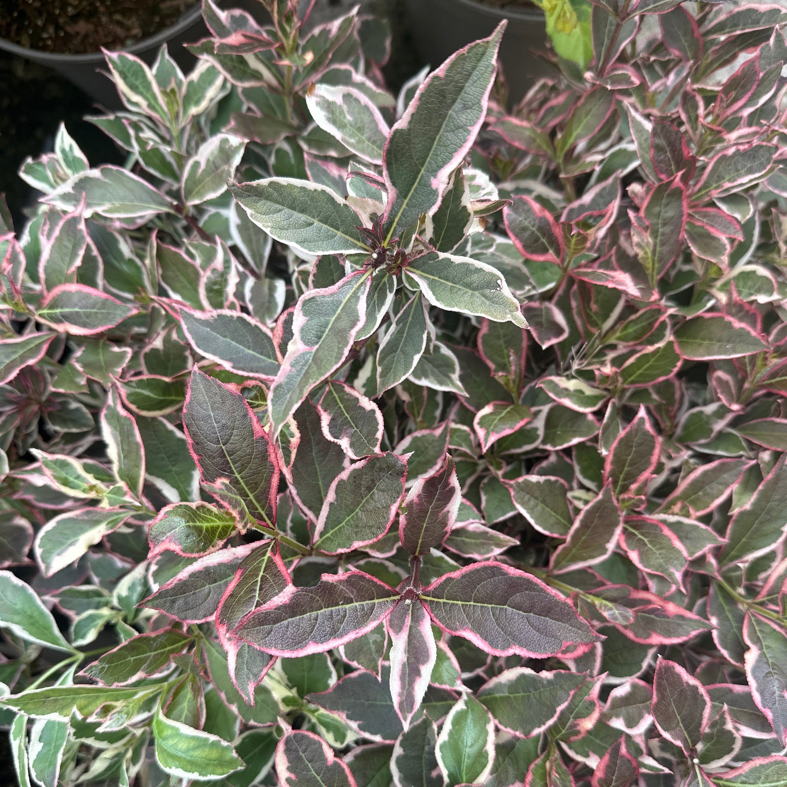 Pretty black pink and white leaves with green hints