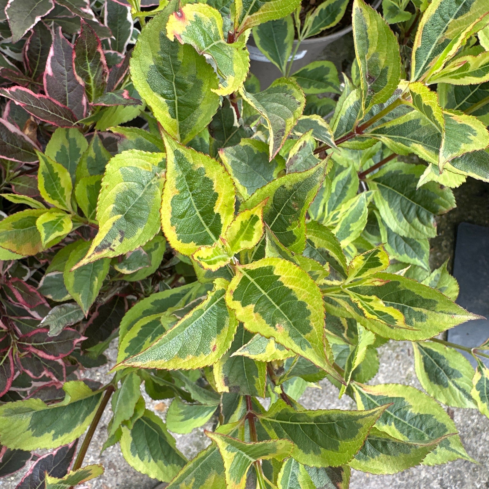 vibrant two tone green leaves with pink edges and 