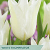 Tulip ‘White Triumphator’