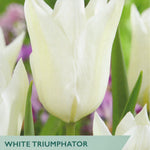 Tulip ‘White Triumphator’