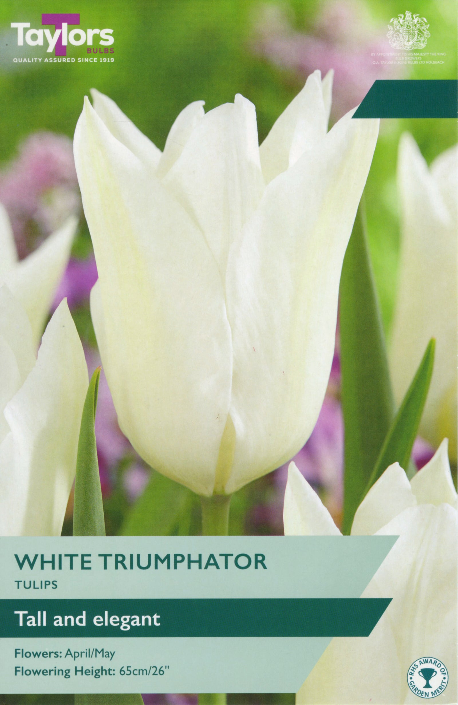 Tulip ‘White Triumphator’