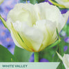 Tulip ‘White Valley’