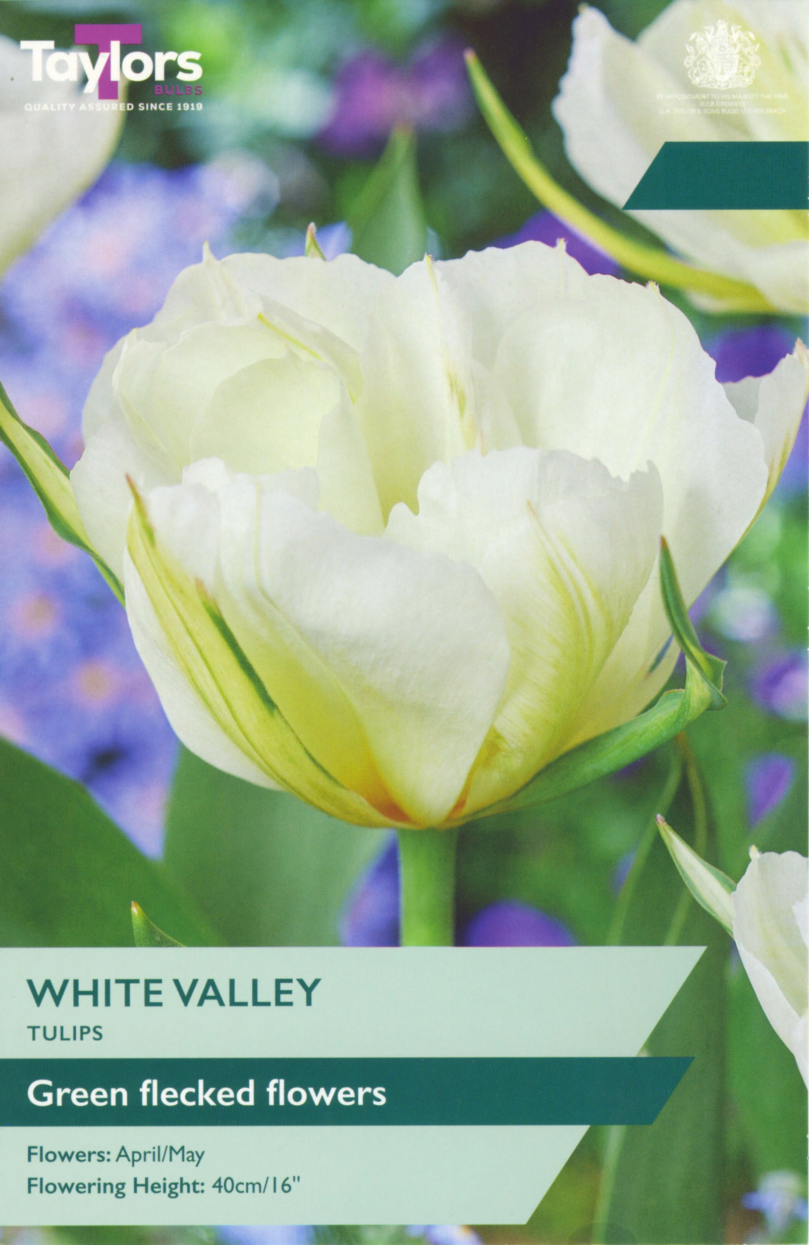 Tulip ‘White Valley’