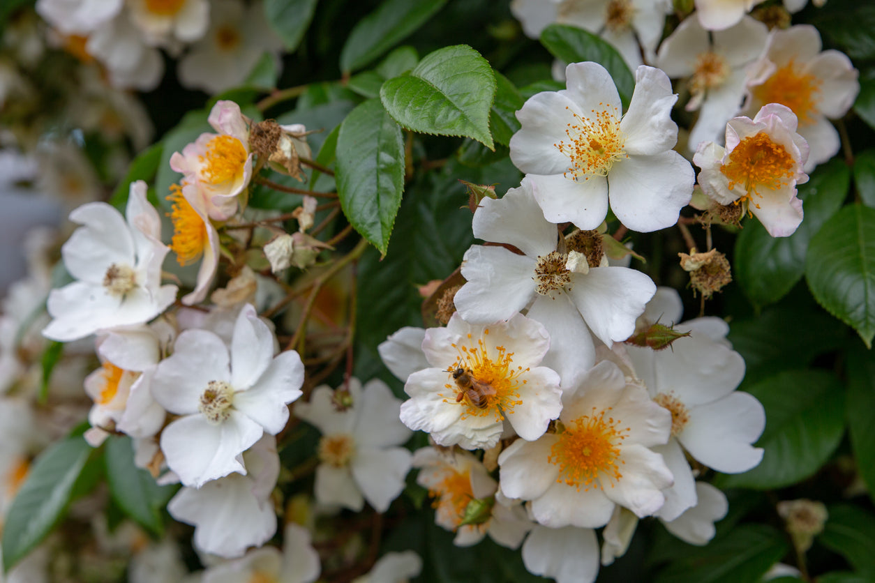 Rose 'Wedding Day' - (Climbing)