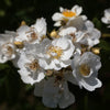 Rose 'Rambling Rector' - (Climbing)