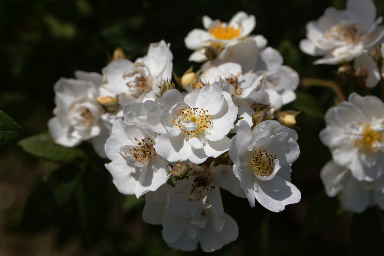 Rose 'Rambling Rector' - (Climbing)