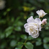 Rose 'Iceberg Climbing' - (Climbing)