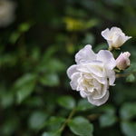 Rose 'Iceberg Climbing' - (Climbing)