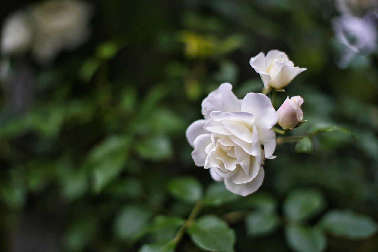 Rose 'Iceberg Climbing' - (Climbing)