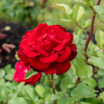 Rose 'Forever Yours' - (Bush)