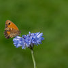 Wildflower - Cornflower - 1Litre