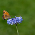 Wildflower - Cornflower - 1Litre