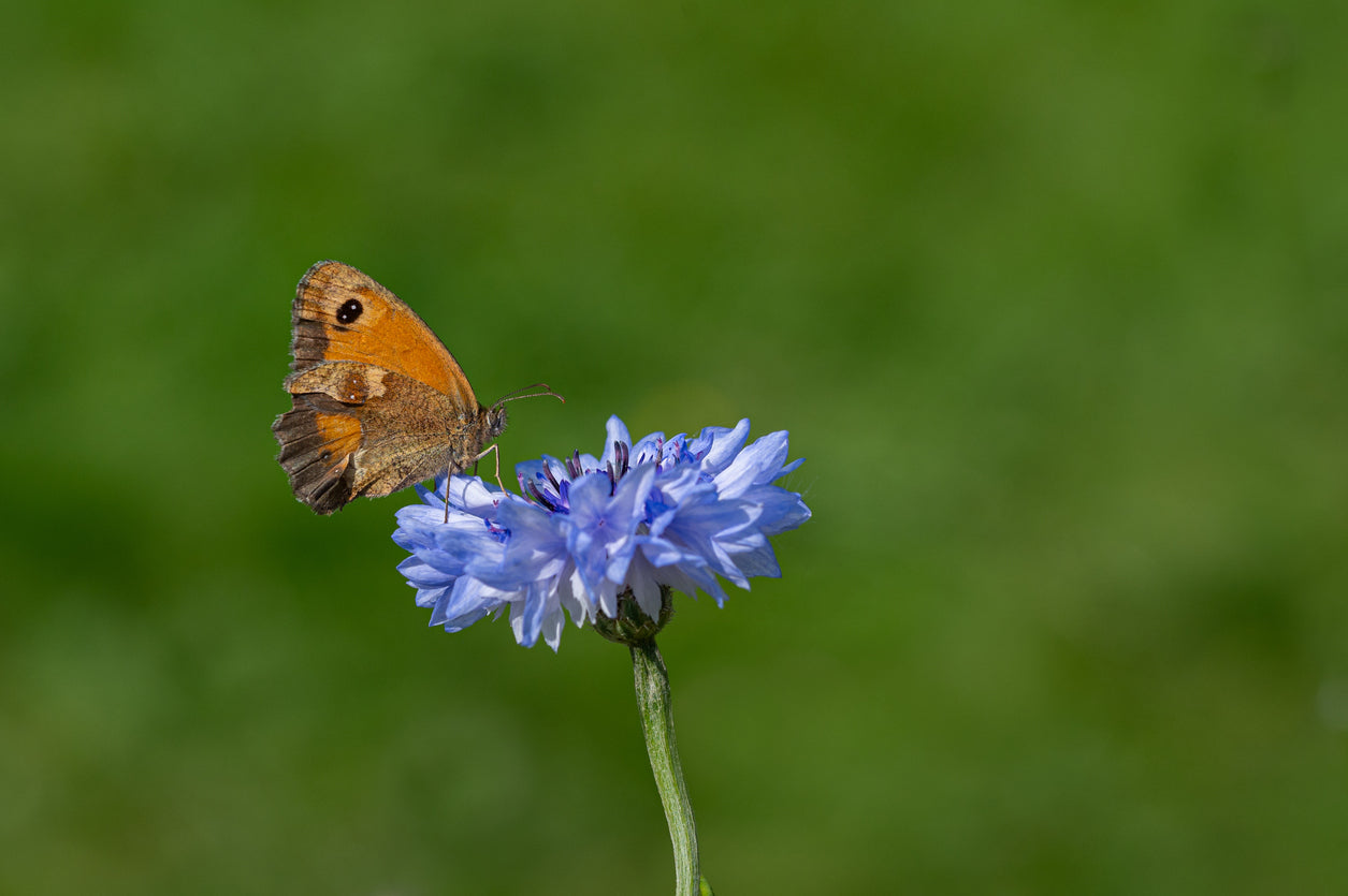 Wildflower - Cornflower - 1Litre