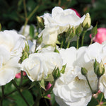 Rose 'Iceberg' - (Bush)