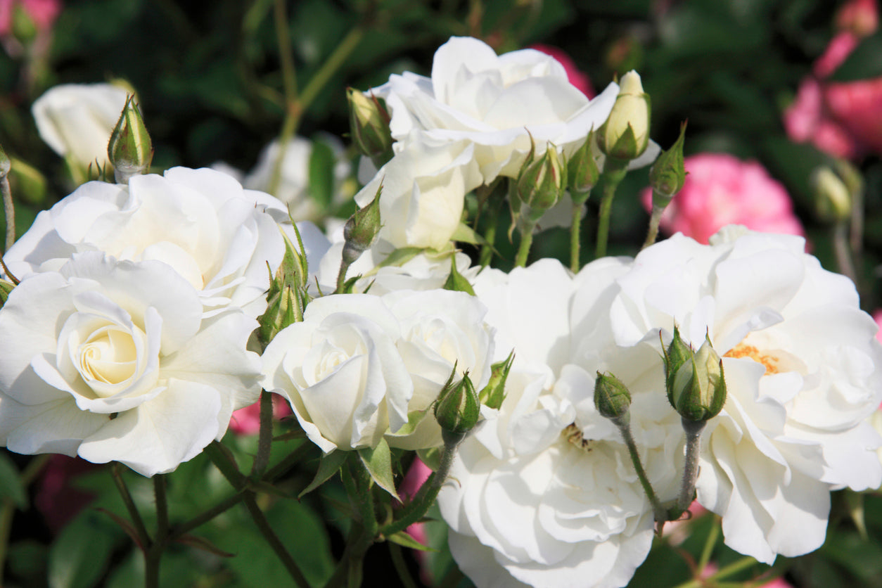 Rose 'Iceberg' - (Bush)