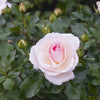 Rose  'A Whiter Shade of Pale' - (Bush)