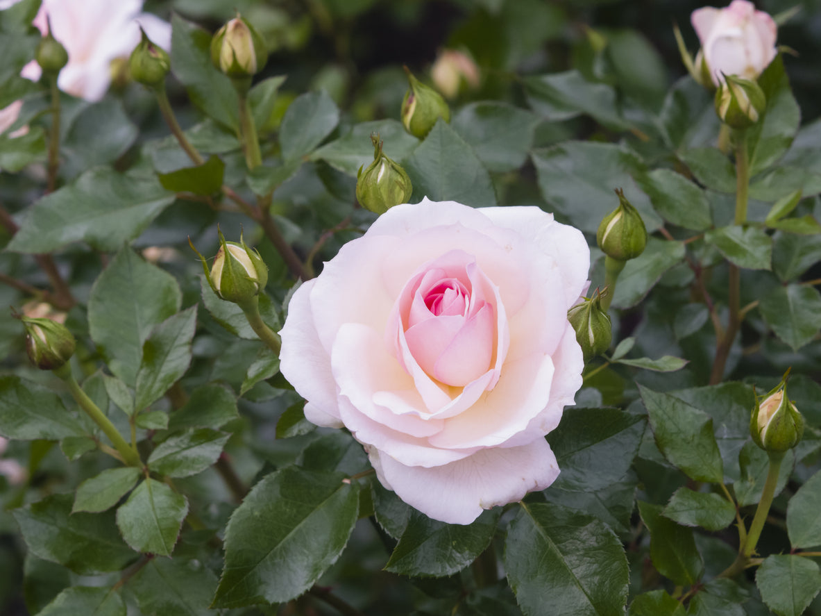 Rose  'A Whiter Shade of Pale' - (Bush)