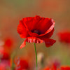 Wildflower - Red Field Poppy - 1Litre