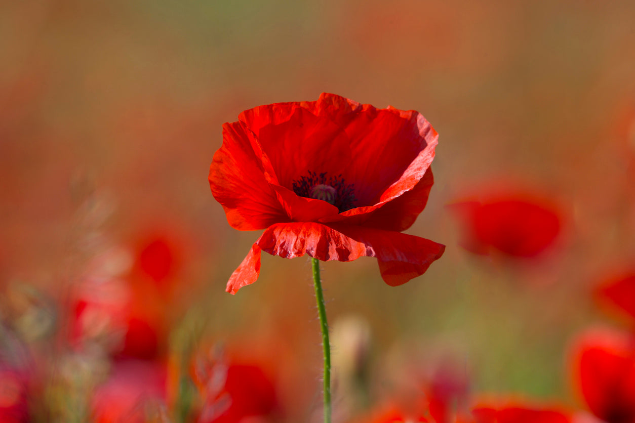 Wildflower - Red Field Poppy - 1Litre